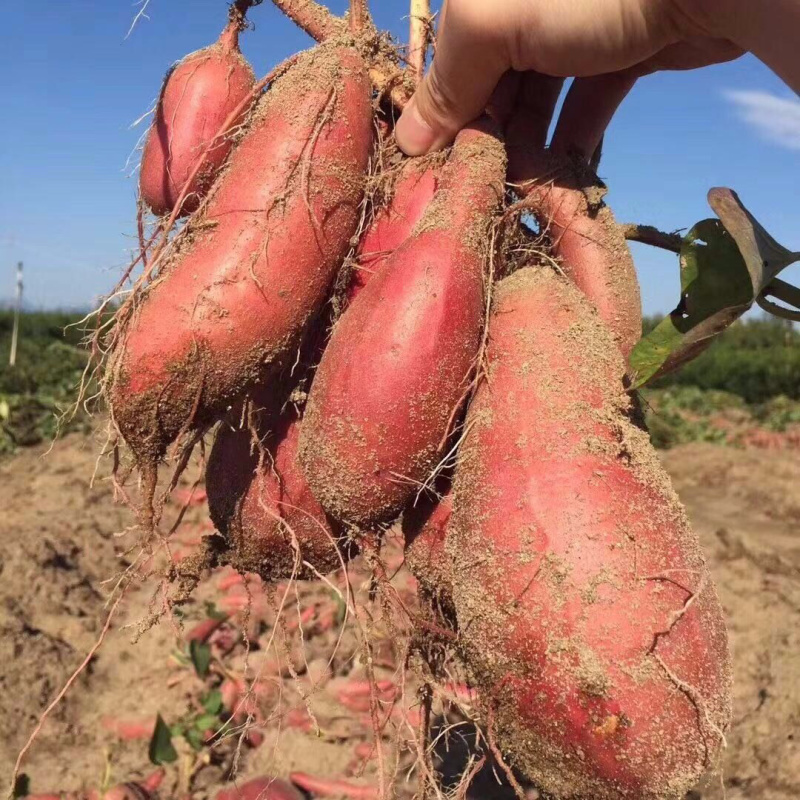雄县小红薯，红薯龙薯九精品龙薯九烟薯蜜薯长条块