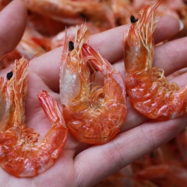 精选小号特级对虾干220只以上1斤即食烤虾干
