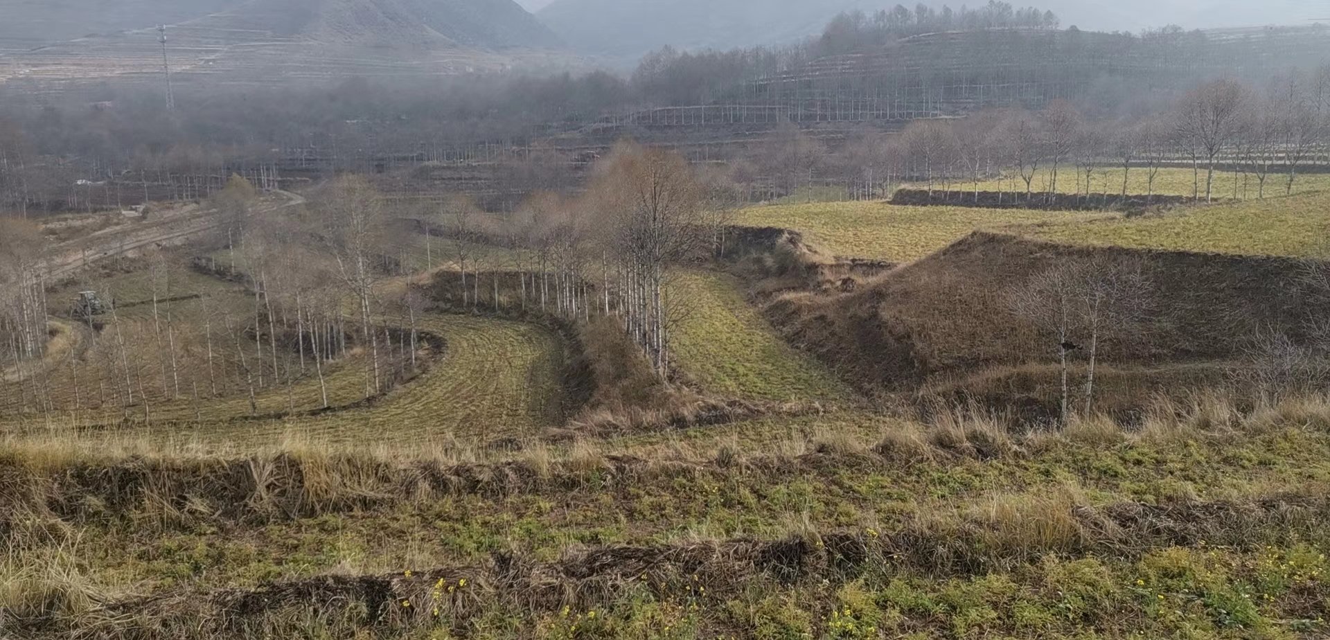 中药材田间种植场景