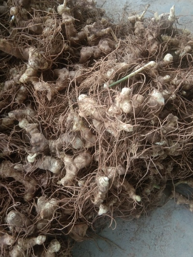 黄精种苗，姜型不倒苗甜黄精全芽头，药效好，产量高发芽率快
