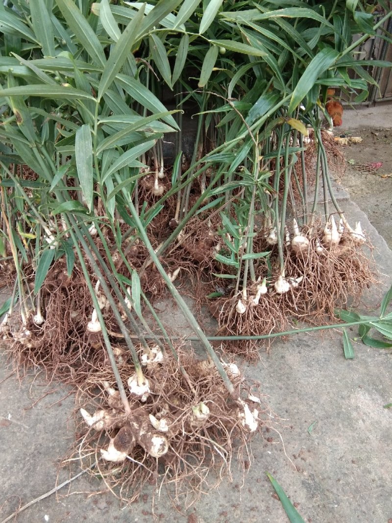 黄精种苗，姜型不倒苗甜黄精全芽头，药效好，产量高发芽率快