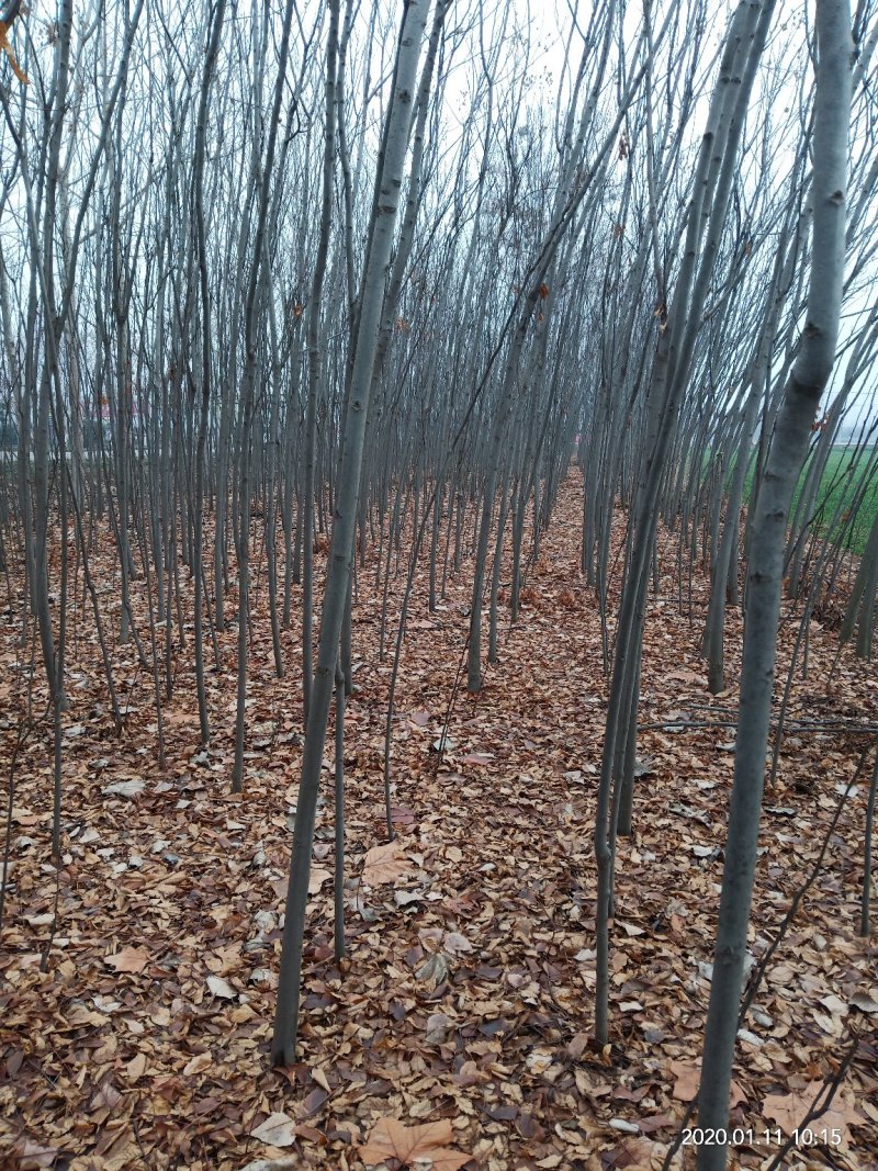 绿化树