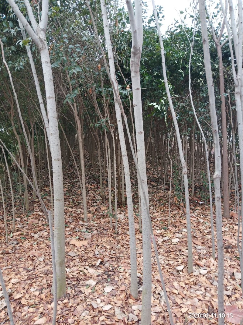 绿化树