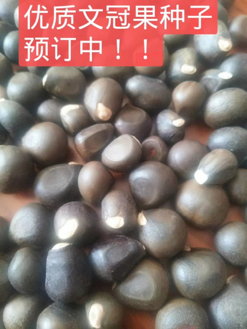 文冠果种子大连文冠果种子价格2019年新文冠果种子