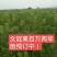 文冠果油辽宁文冠果基地文冠果油价格源头厂家直供文冠果油