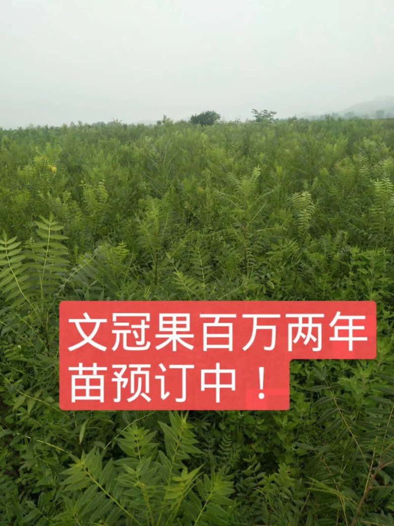 文冠果种子大连文冠果种子价格2019年新文冠果种子