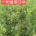文冠果种子大连文冠果种子价格2019年新文冠果种子