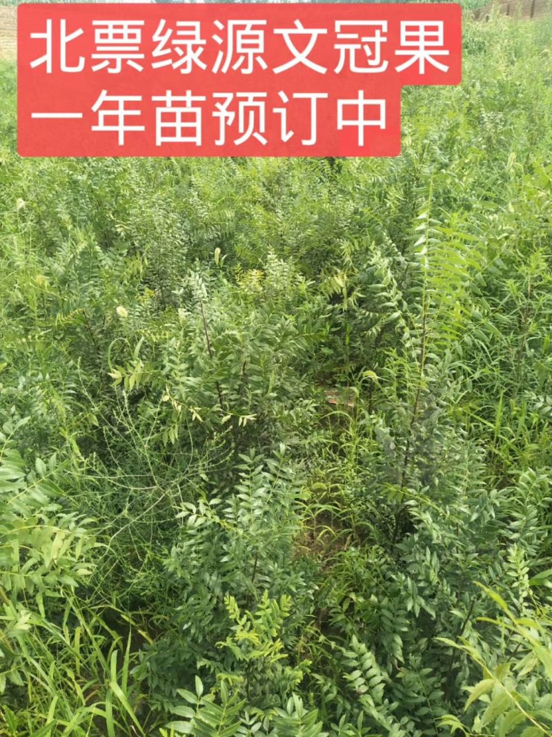 文冠果种子大连文冠果种子价格2019年新文冠果种子