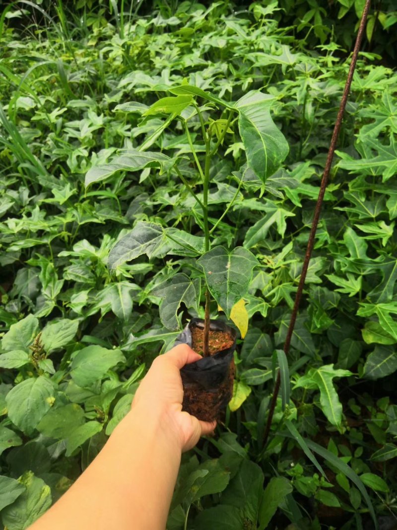澳洲火焰木苗庭院盆栽地栽绿化苗木开花植物火焰木袋苗