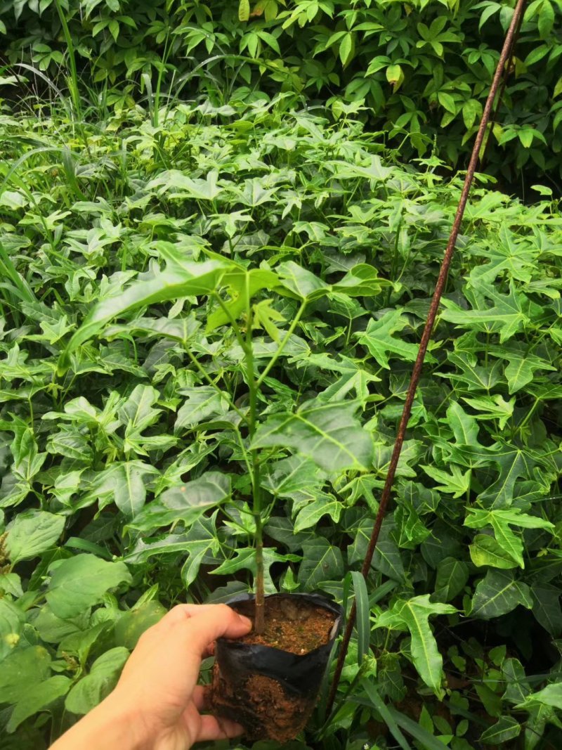 澳洲火焰木苗庭院盆栽地栽绿化苗木开花植物火焰木袋苗