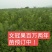 2020年冬藏文冠果种子饱满度高出芽率高量大批发价