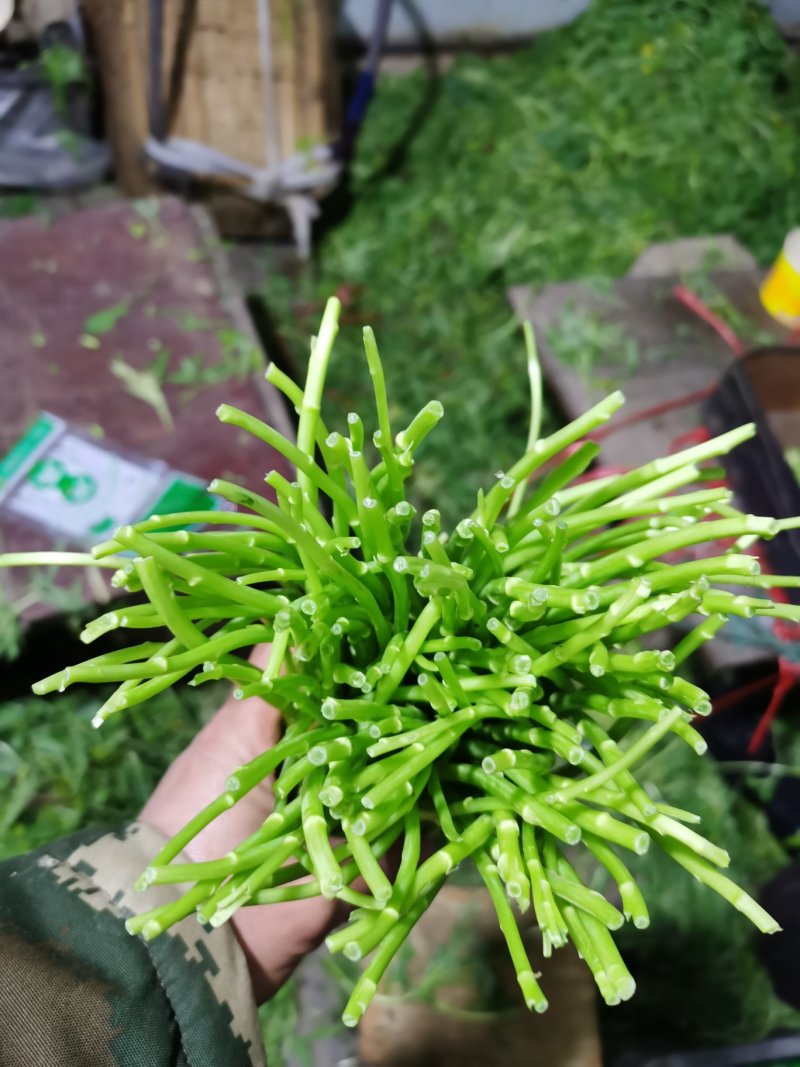 昆明芦蒿，自有家庭农场，品质货源保证