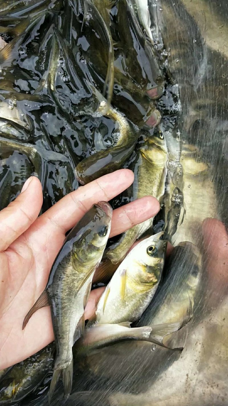 鲢鳙鱼苗，大头鱼苗种，优质快大良种技术催产苗种好养快大