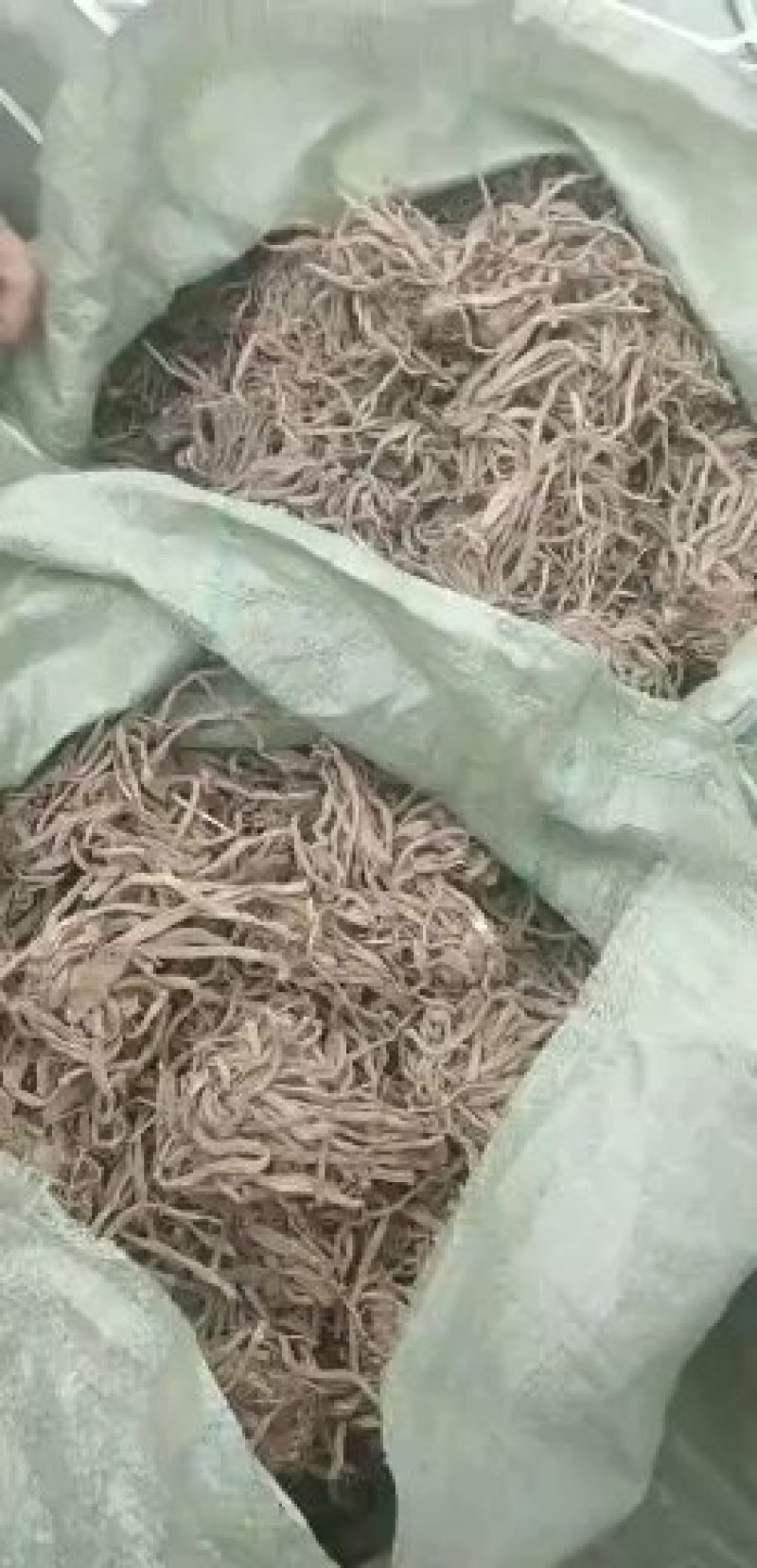 萱草根，金针根
