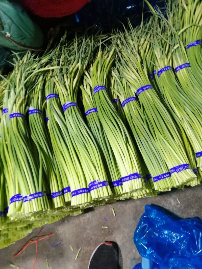 金乡红帽蒜苔大量有货，质量好，价格低，随到随装，一吨起批