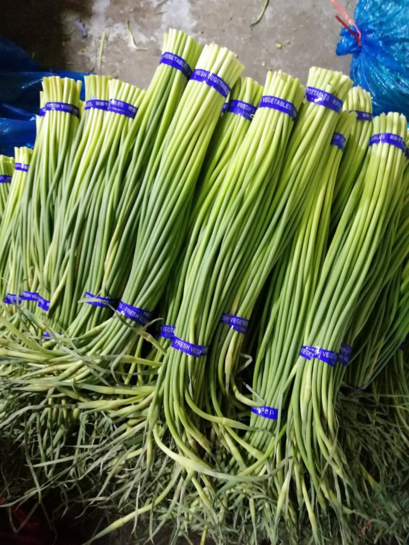 金乡红帽蒜苔大量有货，质量好，价格低，随到随装，一吨起批
