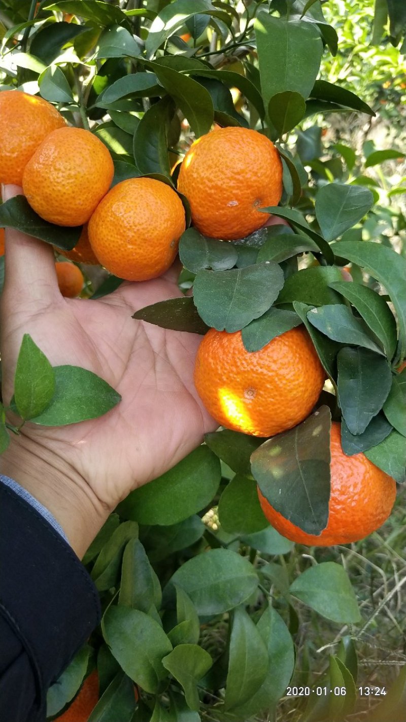 荔浦沙糖桔，颜色红糖度高皮薄起沙，欢迎各个地方老板