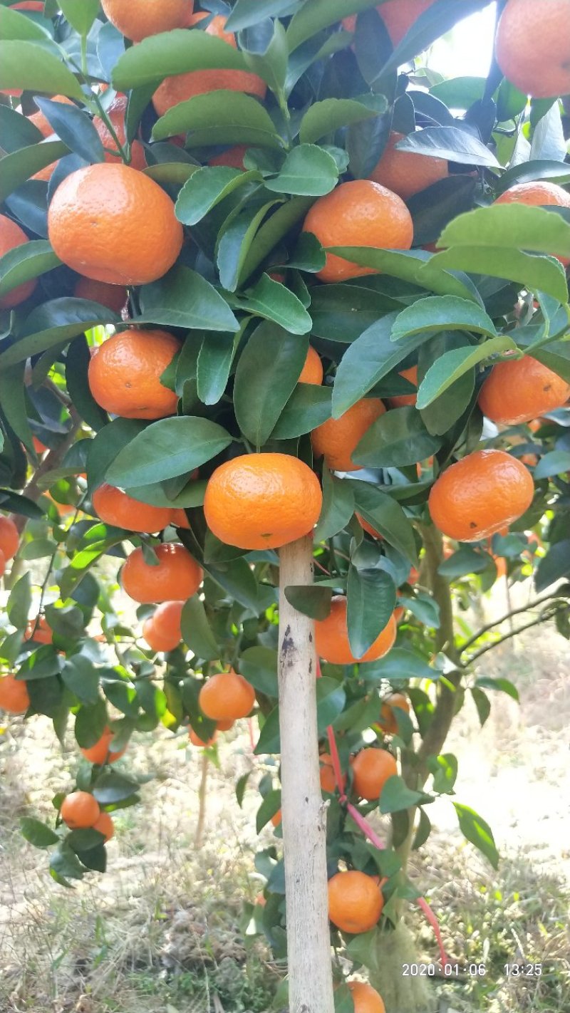 荔浦沙糖桔，颜色红糖度高皮薄起沙，欢迎各个地方老板