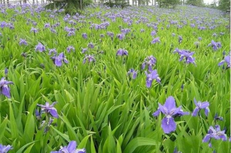 常年批发供应鸢尾花价格优惠，基地大量销售中
