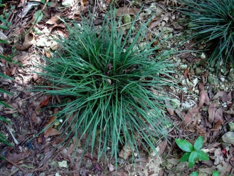 麦冬草价格优惠，常年批发供应，生长旺盛植株健壮，花期长