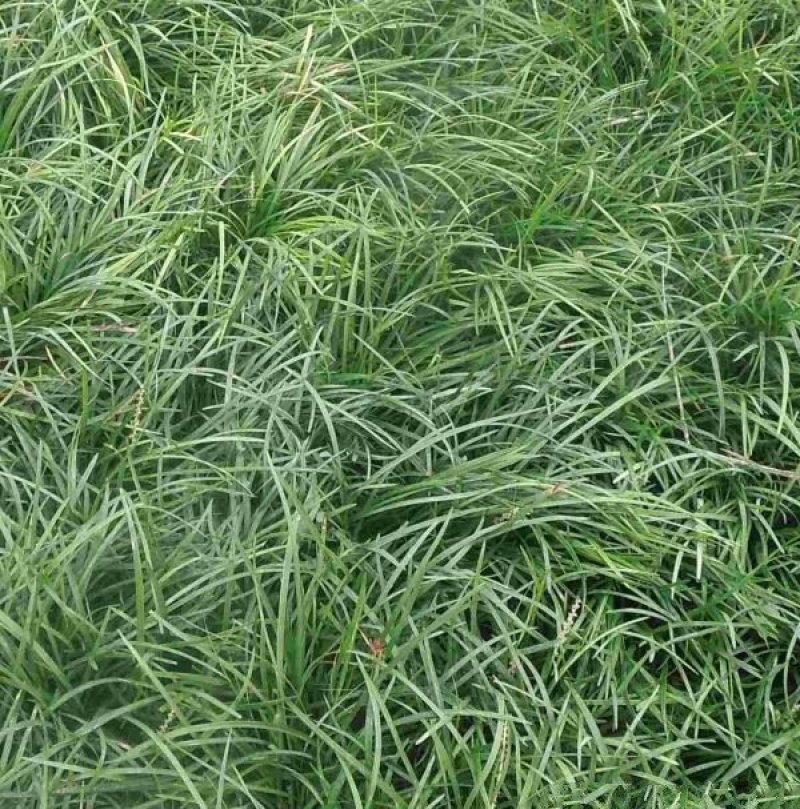 麦冬草价格优惠，常年批发供应，生长旺盛植株健壮，花期长