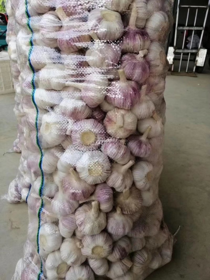 山东大蒜（紫皮大蒜）大量供应中，产地批发，全国发货。