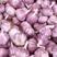 金乡大蒜，产地批发，价格便宜，全国发货，大量供应金乡大蒜