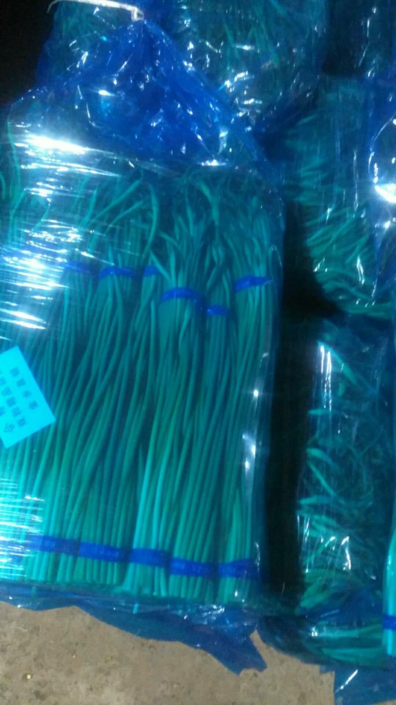金乡红帽蒜苔大量有货，质量好，价格低，随到随装，一吨起批