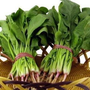 自种菠菜