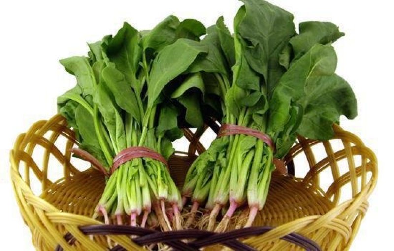 自种菠菜