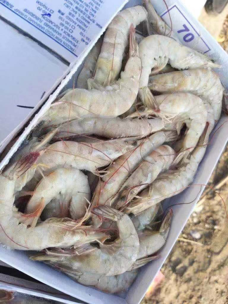 20吨越南代头虾和黑虎虾