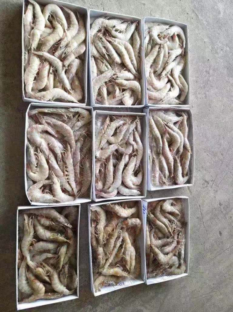 20吨越南代头虾和黑虎虾
