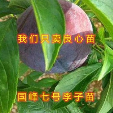 国峰7号李子苗新品种李子树苗嫁接李子树苗包品种
