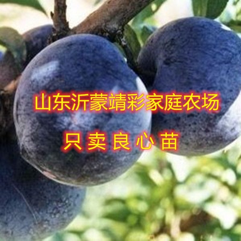 国峰7号李子苗新品种李子树苗嫁接李子树苗包品种