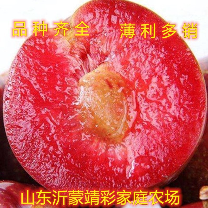 国峰7号李子苗新品种李子树苗嫁接李子树苗包品种