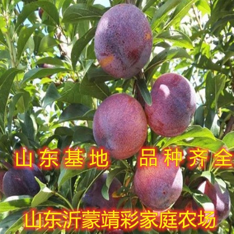 国峰7号李子苗新品种李子树苗嫁接李子树苗包品种