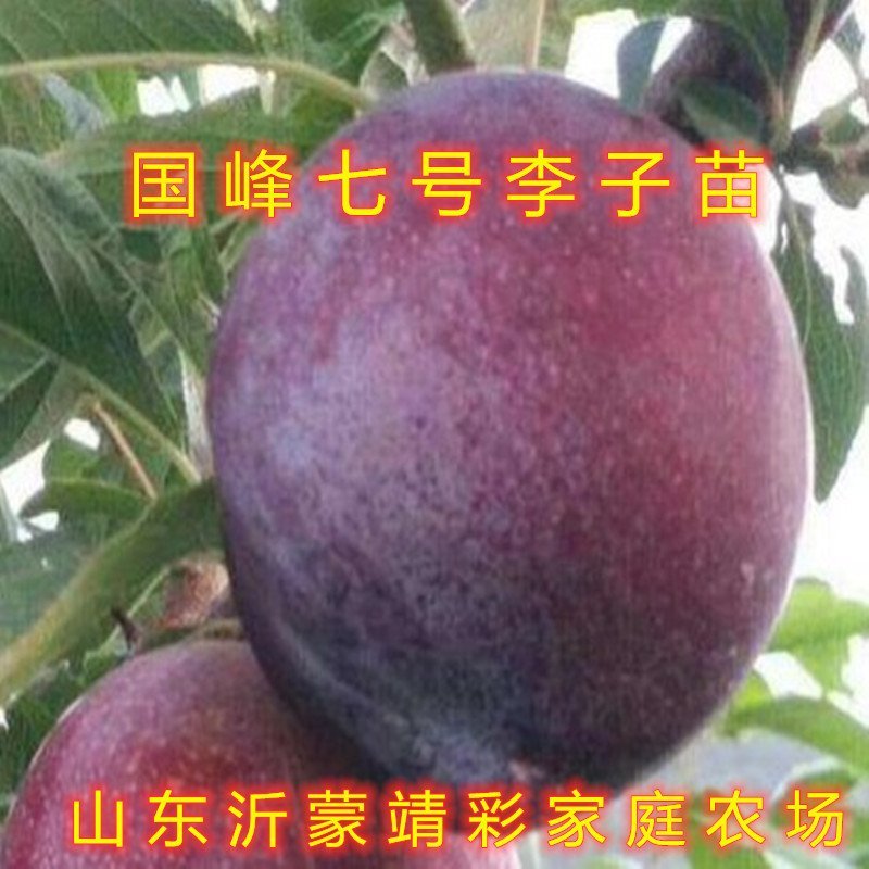 国峰7号李子苗新品种李子树苗嫁接李子树苗包品种