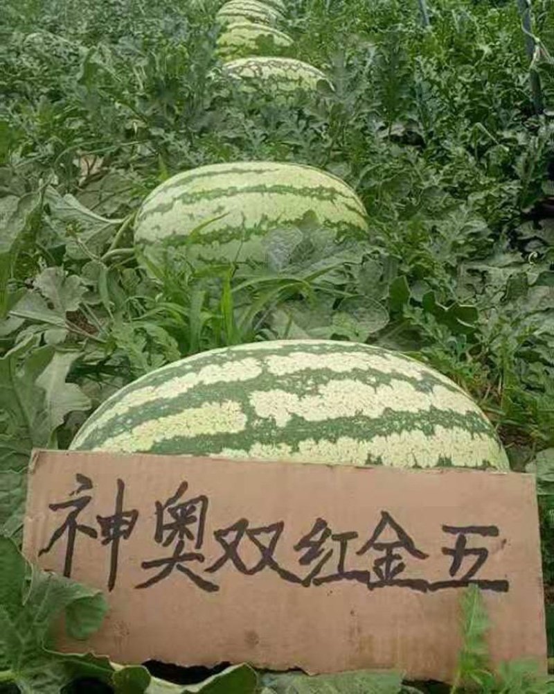 神奥双红金五西瓜种子纯正双红瓤高产抗病大果乳黄花皮压沙瓜