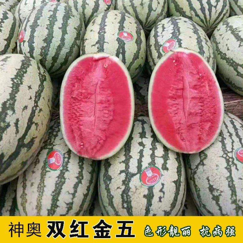 神奥双红金五西瓜种子纯正双红瓤高产抗病大果乳黄花皮压沙瓜