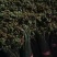 蕨菜上市需要的联系