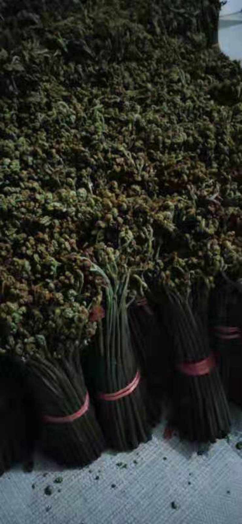 蕨菜上市需要的联系