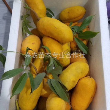 🔥热销【企业认证】九月黄苗改良品种纯度高产基地直发