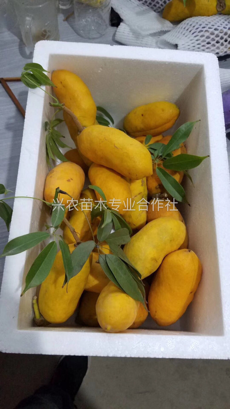 🔥热销【企业认证】九月黄苗改良品种纯度高产基地直发