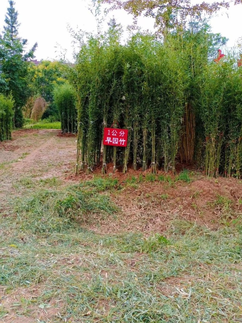 早园竹苗早园竹基地早园竹批发常青竹四季竹苗