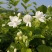 包邮4年茉莉花苗春季半成品苗白色双瓣茉莉苗园林绿化苗