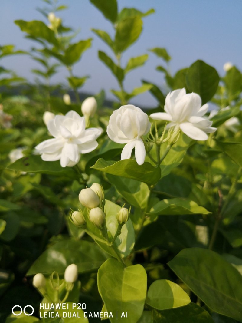 包邮4年茉莉花苗春季半成品苗白色双瓣茉莉苗园林绿化苗