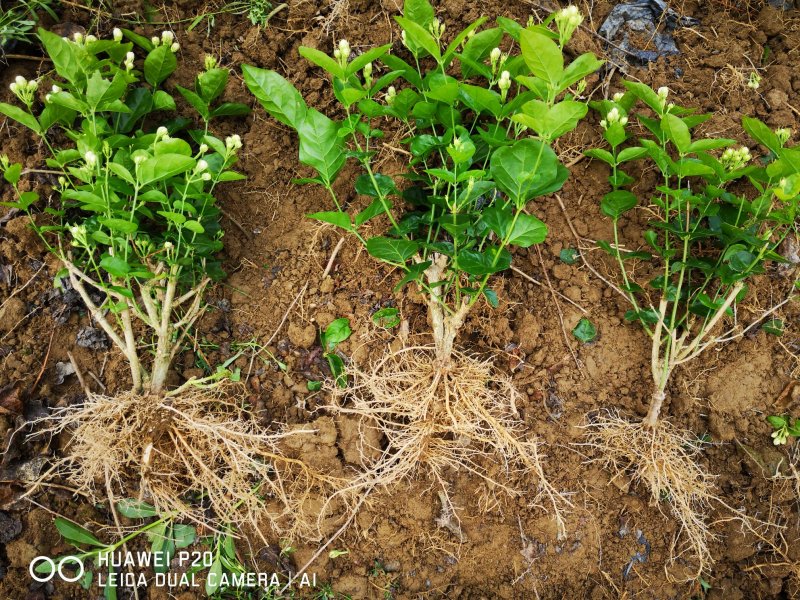 包邮4年茉莉花苗春季半成品苗白色双瓣茉莉苗园林绿化苗