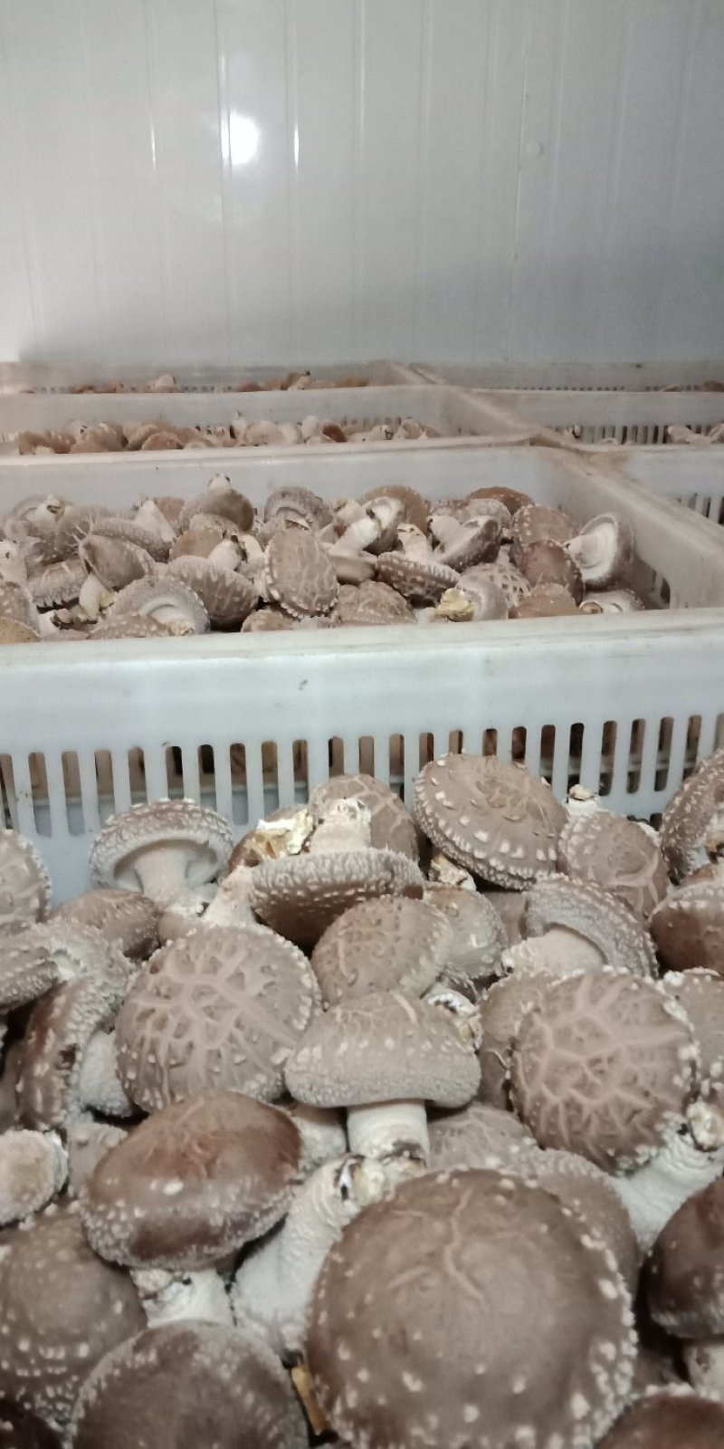 鲜香菇，以808和9608为主