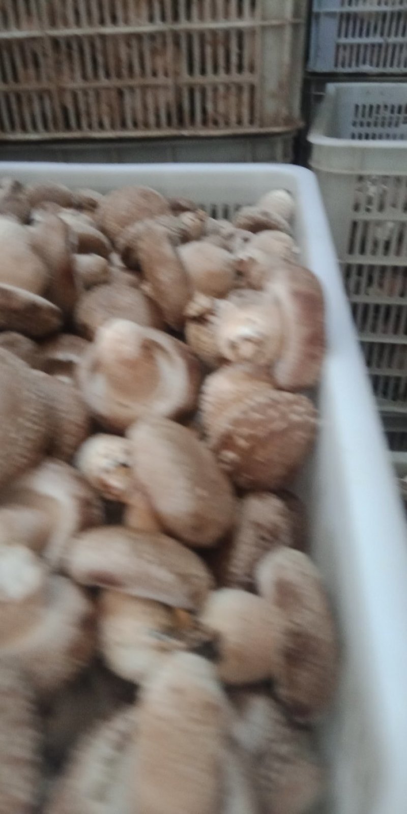 鲜香菇，以808和9608为主