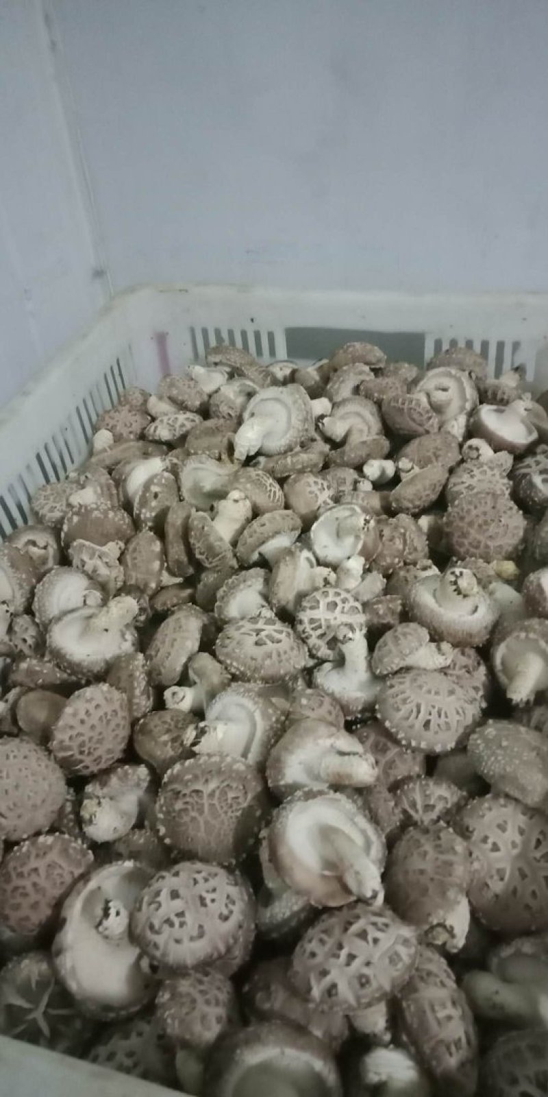 鲜香菇，以808和9608为主